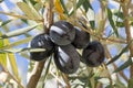 Black olives in a tree Royalty Free Stock Photo