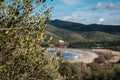 Black olives on tree and Lozari beach in Corsica