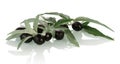 Black Olives twig