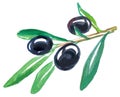 Black olives watercolor