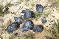 Black opalized flintstone at danish coast