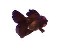 Black Oranda fish Royalty Free Stock Photo