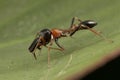 Black and orange ant mimic spider