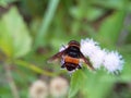 Black orange bee fly searching for honey on grass flower