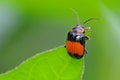 Black And Orange Beetle Royalty Free Stock Photo