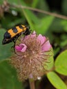 Black orange beetle foraging on the weed flower Royalty Free Stock Photo
