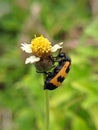 Black orange beetle foraging on weed flower Royalty Free Stock Photo