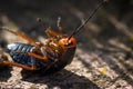 Black and orange Female cockroach (deropeltis eryrthrocephala) beetle lying stuck on its back Royalty Free Stock Photo