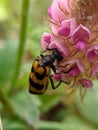 Black orange beetle on weed flower Royalty Free Stock Photo