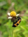 Black orange beetle on weed flowers Royalty Free Stock Photo