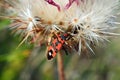 Black-orange beetle on white dandelion flower Royalty Free Stock Photo