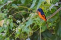 Black and orange Bird