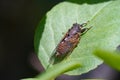 Black orange bug Royalty Free Stock Photo