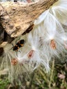 Black and orange bug on fuzzy plant Royalty Free Stock Photo