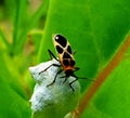 A black and orange bug is standing in a flower Royalty Free Stock Photo