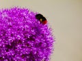 Purple onion flower detail with large black and orange bumble bee collecting nectar Royalty Free Stock Photo