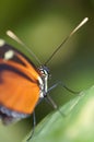 Black and orange butterfly Danaus genutia Royalty Free Stock Photo