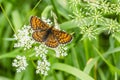 Heath fritillary butterfly on white flower Royalty Free Stock Photo