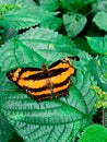 Black orange butterfly in high angel