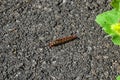 Black and orange caterpillar walking on the asphalt Royalty Free Stock Photo