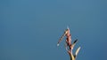 Black and orange dragonfly on a plant, Lerida, Spain, Europe Royalty Free Stock Photo
