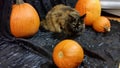 Black and Orange fluffy cat with Halloween theme & pumpkins Royalty Free Stock Photo