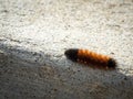 Black and Orange Fuzzy Caterpillar Royalty Free Stock Photo