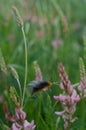 Black and orange hairy caterpillar of the garden tiger moth Royalty Free Stock Photo