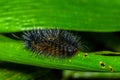 Black and orange hairy caterpillar over a green leaf insideof the amazon rainforest in Cuyabeno National Park, in Royalty Free Stock Photo