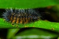 Black and orange hairy caterpillar over a green leaf insideof the amazon rainforest in Cuyabeno National Park, in Royalty Free Stock Photo