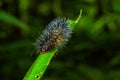 Black and orange hairy caterpillar over a green leaf insideof the amazon rainforest in Cuyabeno National Park, in Royalty Free Stock Photo