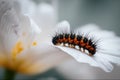 Black and orange hairy caterpillar on white flower Royalty Free Stock Photo