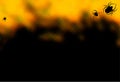 Black and orange half tone background with spider Royalty Free Stock Photo