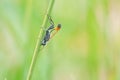 Ichneumon fly Royalty Free Stock Photo