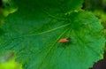 Black orange insect on large leaves