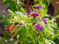 Black and orange Monarch butterfly feeding on a purple Duranta flower Royalty Free Stock Photo