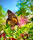 Monarch Butterfly pink flower Florida Royalty Free Stock Photo