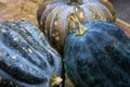 Black and orange pumpkin bunch. Vegetable peel texture. Ripe squash closeup photo. Autumn season background