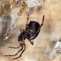 A black and orange spider in a spider web Royalty Free Stock Photo