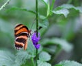 The black with orange stripes butterfly sitting on purple flower Royalty Free Stock Photo