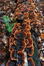 Black orange tinder fungus Trametes versicolor Coriolus on an old log close-up in the forest Royalty Free Stock Photo