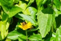 Black and orange wasp-like bee sucking nectar from a yellow daisy-like wildflower in Thailand