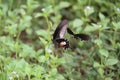 Butterflies interacting with each other. Reproduction, pollinisation.