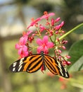 Black Orange and White Butterfly