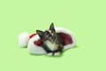 Black, orange and white calico Kitten in Santa hat Royalty Free Stock Photo