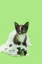 Black, orange and white calico Kitten tangled up in snowflake garland Royalty Free Stock Photo