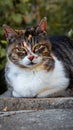 a black, orange and white cat lays bounced on top of a stone slab Royalty Free Stock Photo