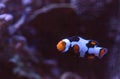 Black, orange, and white clownfish anemonefish Royalty Free Stock Photo