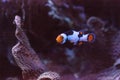 Black, orange, and white clownfish anemonefish