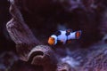 Black, orange, and white clownfish anemonefish Royalty Free Stock Photo